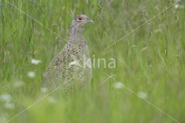 Ring-necked Pheasant (Phasianus colchicus)