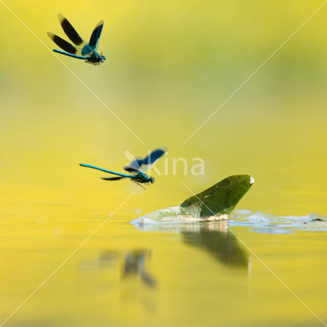 Banded Demoiselle (Calopteryx splendens)