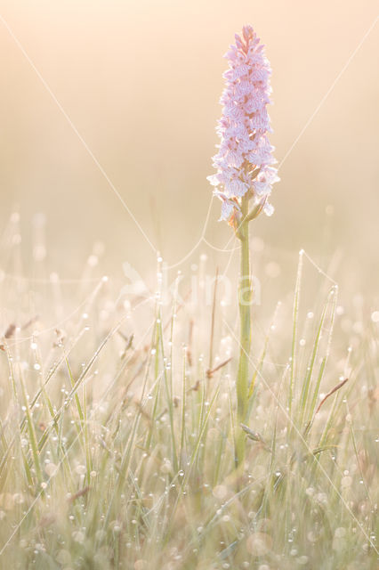 Spotted orchid (Dactylorhiza maculata)