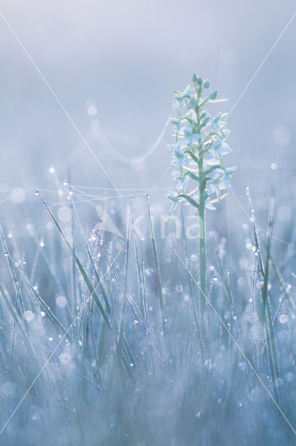 Lesser Butterfly-orchid (Platanthera bifolia)