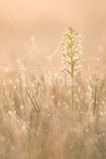 Welriekende nachtorchis (Platanthera bifolia)