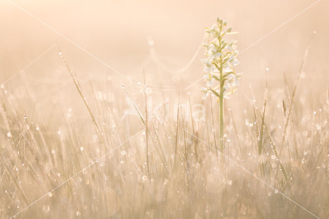 Welriekende nachtorchis (Platanthera bifolia)