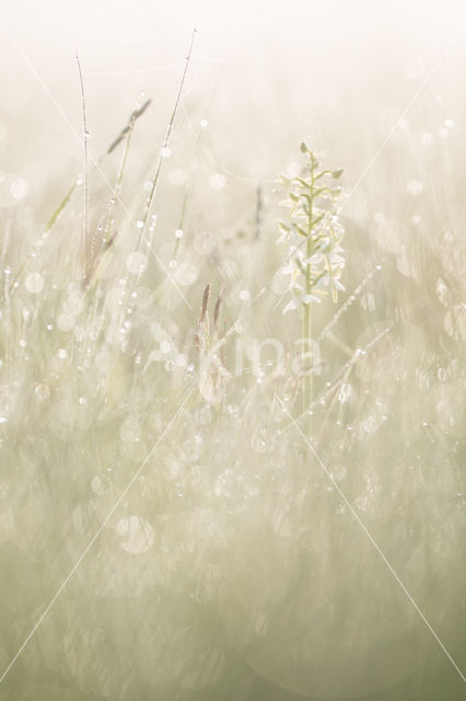 Welriekende nachtorchis (Platanthera bifolia)