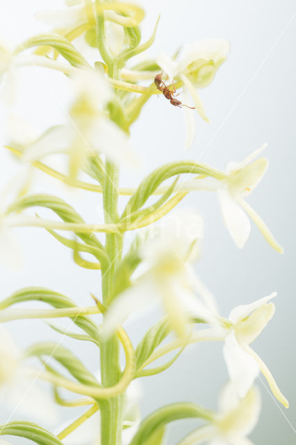 Welriekende nachtorchis (Platanthera bifolia)