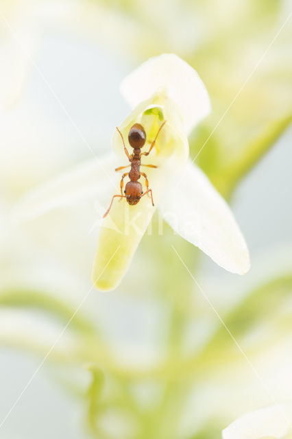 Lesser Butterfly-orchid (Platanthera bifolia)