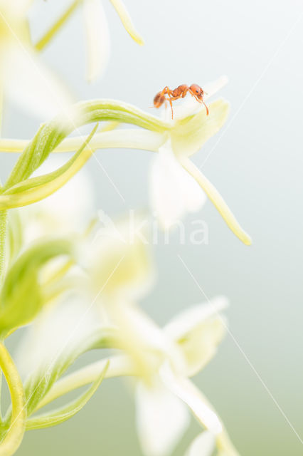 Lesser Butterfly-orchid (Platanthera bifolia)