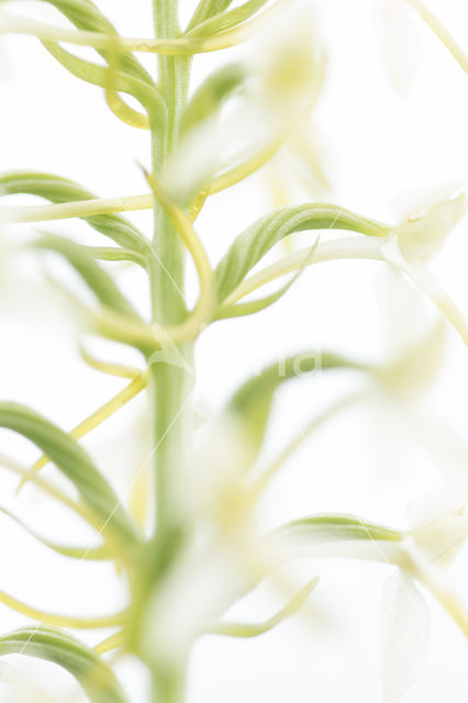 Welriekende nachtorchis (Platanthera bifolia)