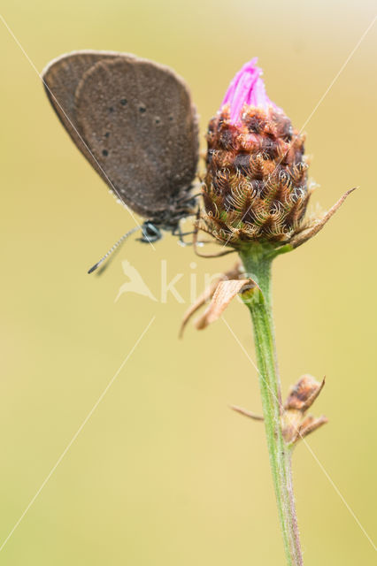 Dusky Large Blue (Maculinea nausithous)