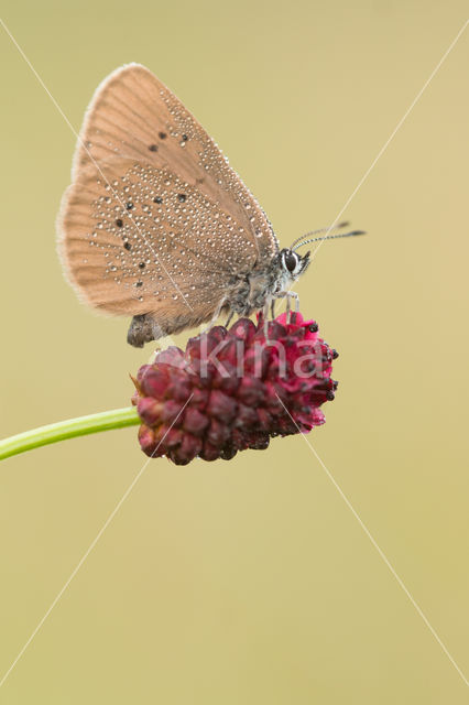 Donker pimpernelblauwtje (Maculinea nausithous)