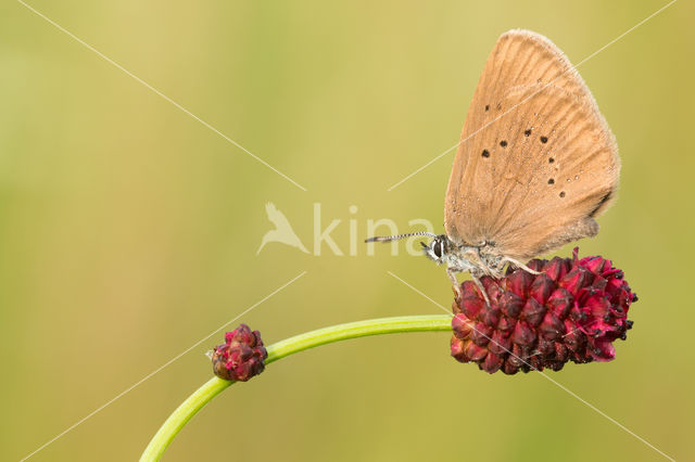 Dusky Large Blue (Maculinea nausithous)