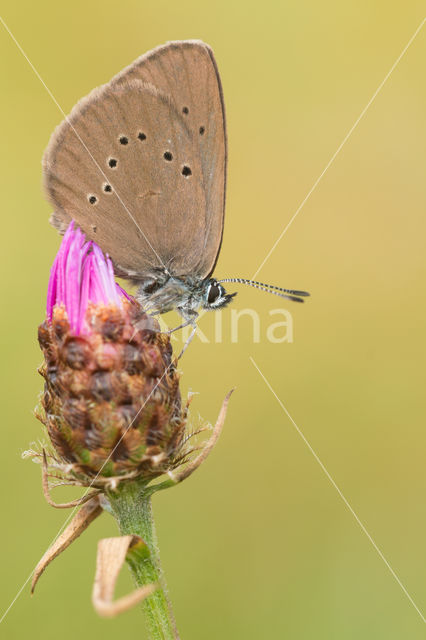 Donker pimpernelblauwtje (Maculinea nausithous)