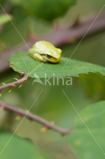 European Tree Frog (Hyla arborea)