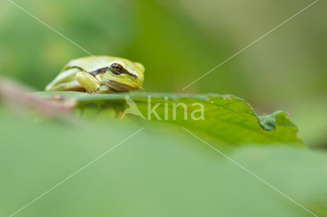 European Tree Frog (Hyla arborea)