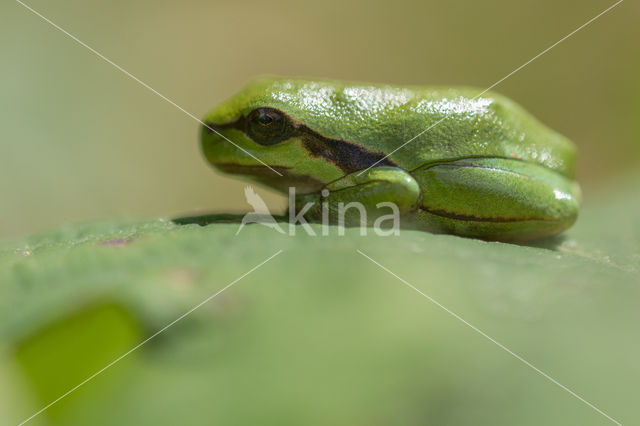 Europese boomkikker (Hyla arborea)