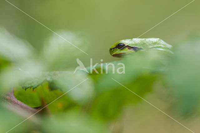 Europese boomkikker (Hyla arborea)