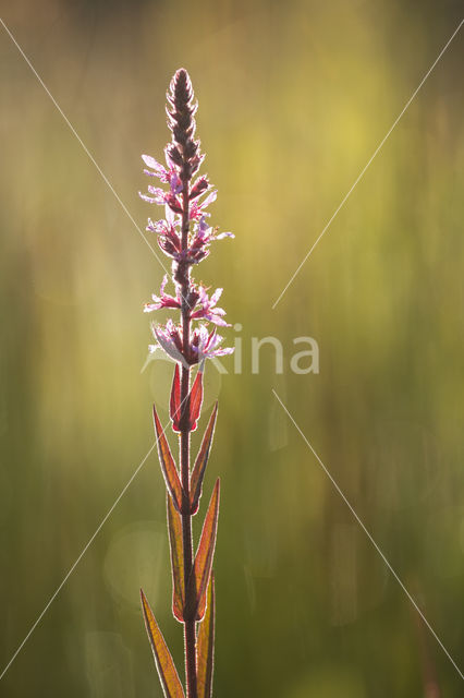 Loosestrife (Lythrum spec.)