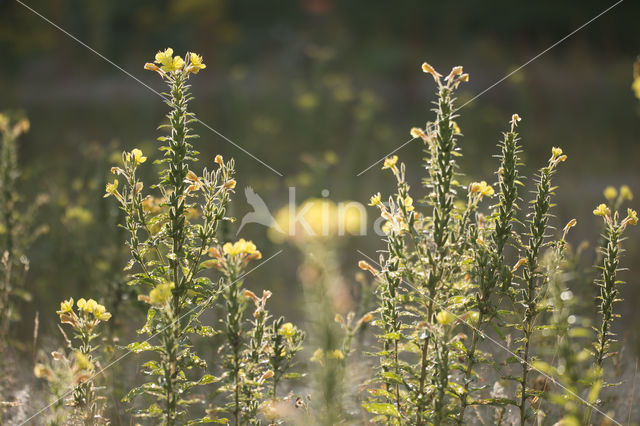 Grote teunisbloem (Oenothera erythrosepala)