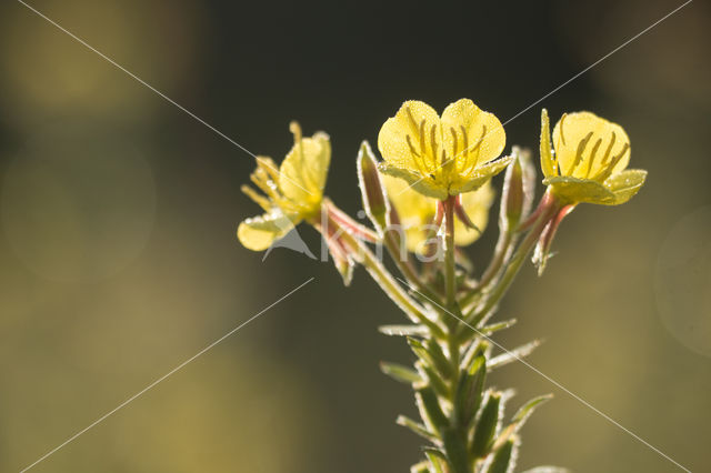 Grote teunisbloem (Oenothera erythrosepala)