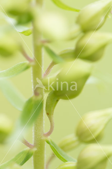 Broad-leaved Helleborine (Epipactis helleborine)