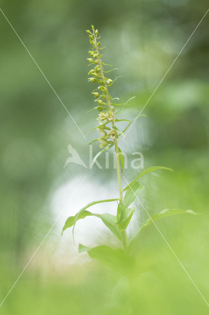 Brede wespenorchis (Epipactis helleborine)