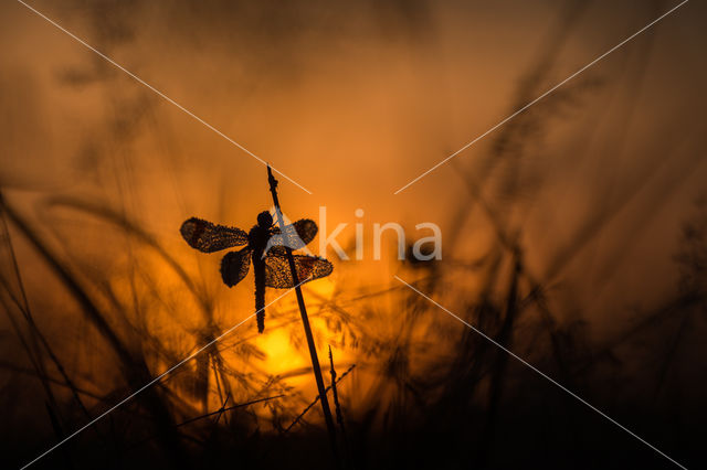 band-winged dragonfly (Sympetrum pedemontanum)
