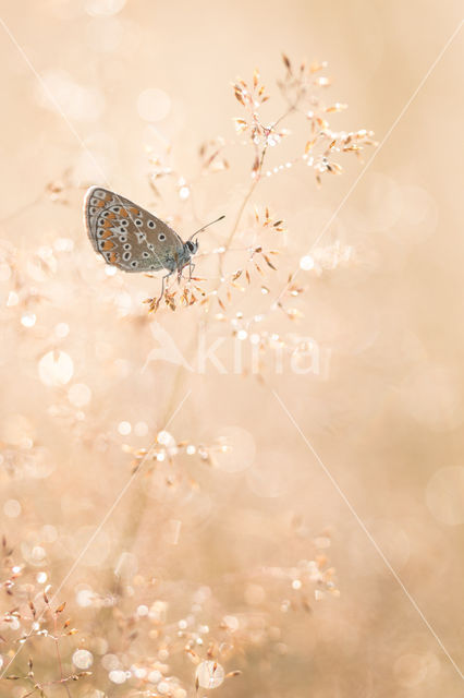 Common Blue (Polyommatus icarus)