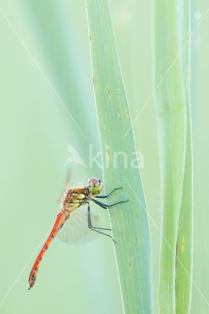 Eurasian red dragonfly (Sympetrum depressiusculum)