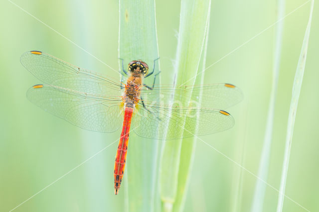 Kempense heidelibel (Sympetrum depressiusculum)