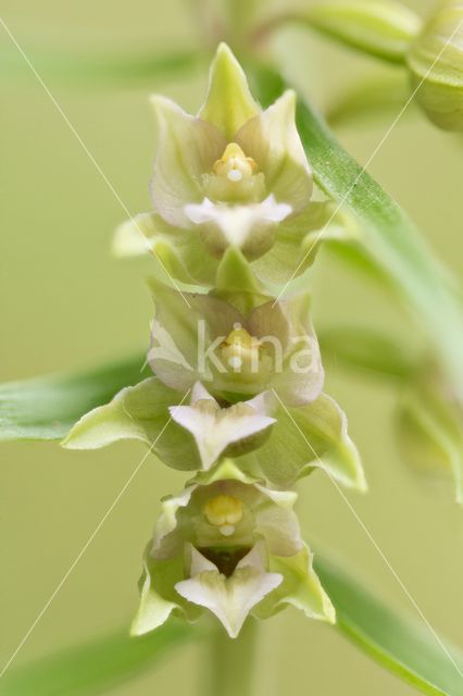 Broad-leaved Helleborine (Epipactis helleborine)