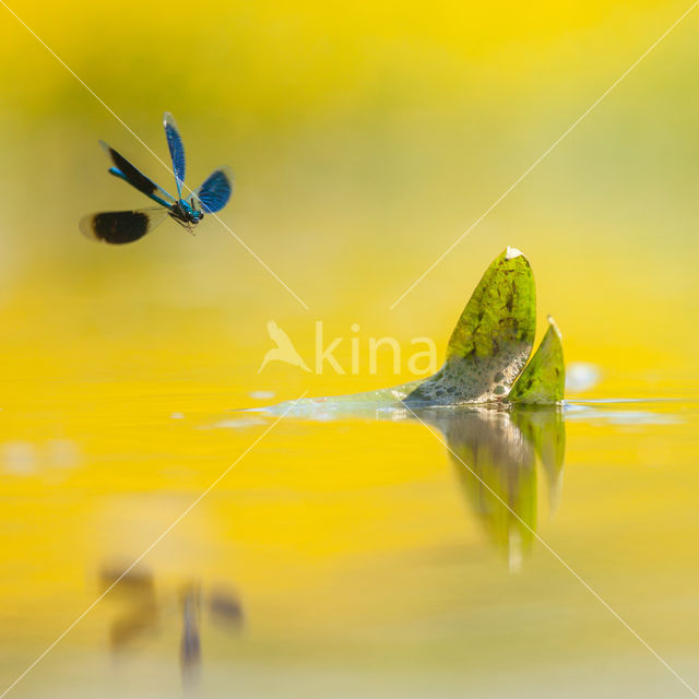 Weidebeekjuffer (Calopteryx splendens)