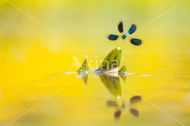 Banded Demoiselle (Calopteryx splendens)