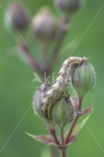 The Lychnis (Hadena bicruris)