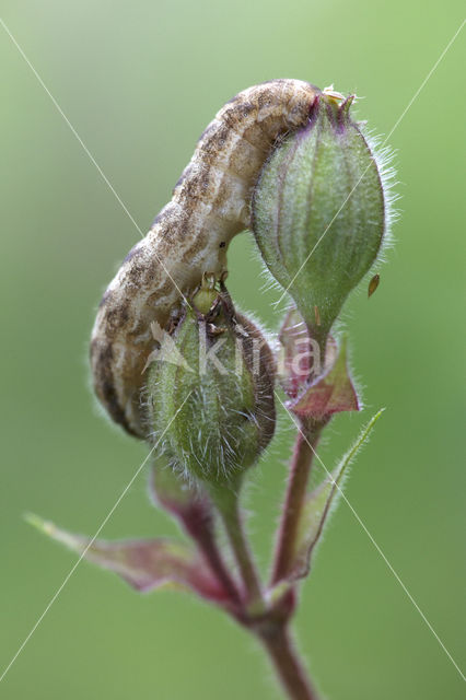 The Lychnis (Hadena bicruris)