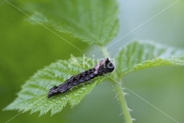 Braamvlinder (Thyatira batis)