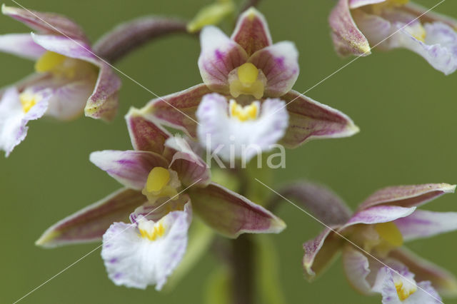 Moeraswespenorchis (Epipactis palustris)
