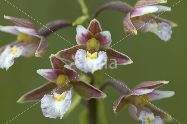 Moeraswespenorchis (Epipactis palustris)