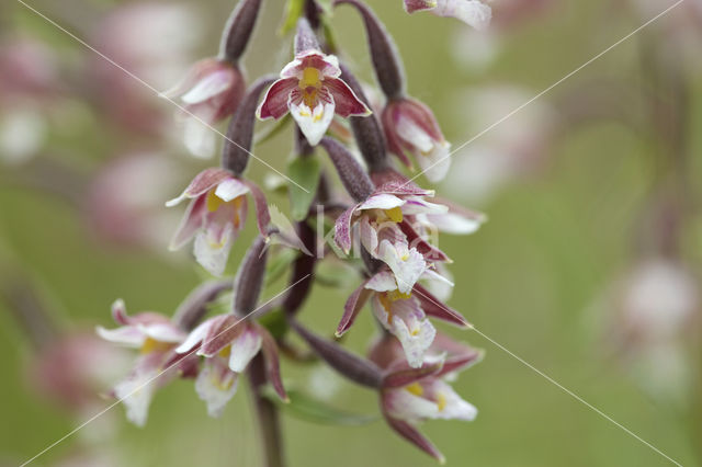 Moeraswespenorchis (Epipactis palustris)