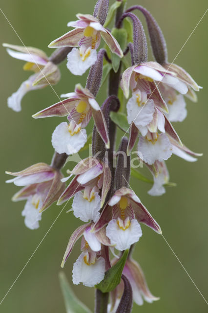 Moeraswespenorchis (Epipactis palustris)