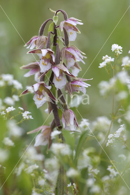 Moeraswespenorchis (Epipactis palustris)