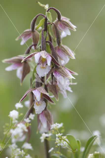 Moeraswespenorchis (Epipactis palustris)