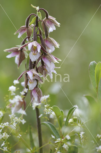 Marsh Helleborine (Epipactis palustris)