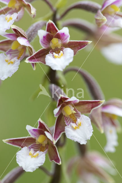 Moeraswespenorchis (Epipactis palustris)