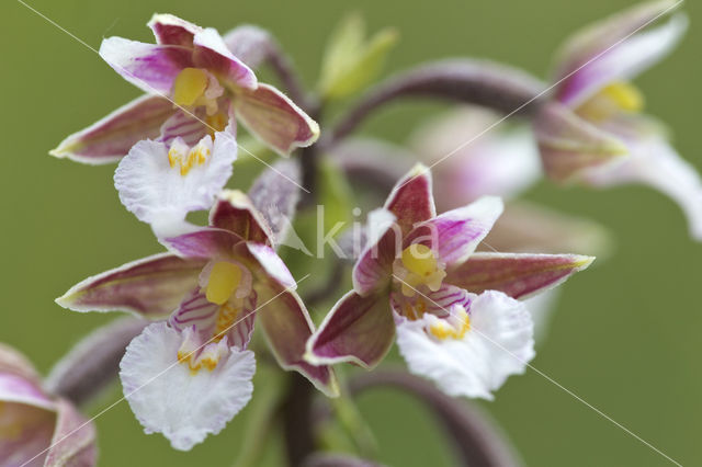 Moeraswespenorchis (Epipactis palustris)