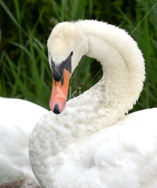 Knobbelzwaan (Cygnus olor)