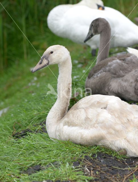 Knobbelzwaan (Cygnus olor)