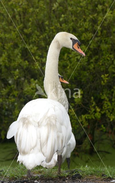 Knobbelzwaan (Cygnus olor)