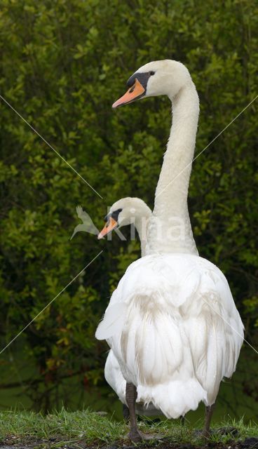 Knobbelzwaan (Cygnus olor)