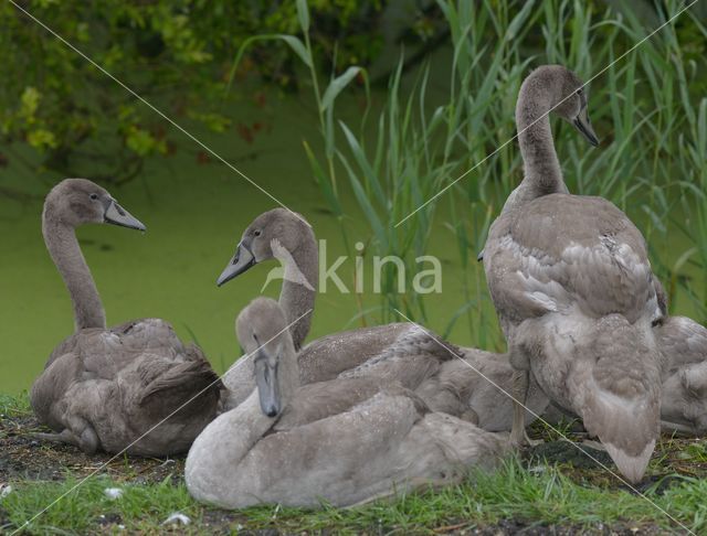 Knobbelzwaan (Cygnus olor)