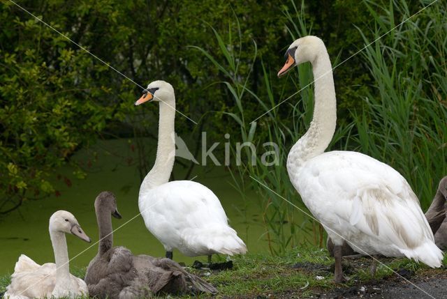 Knobbelzwaan (Cygnus olor)