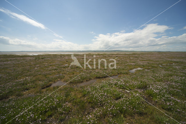 Holy Island